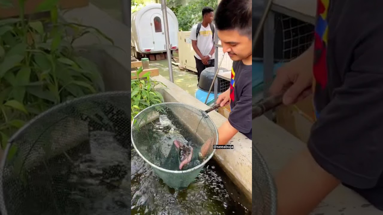 Afshin Aquatics Abuja