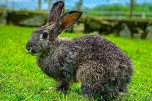 ALMAT Farms Abuja 11