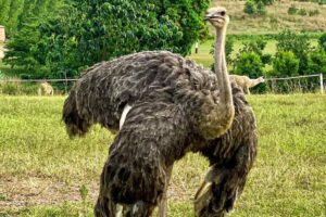 ALMAT Farms Abuja 12