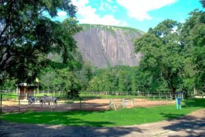 Horses National Childrens park and zoo Abuja scaled 1
