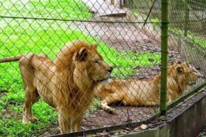 National Children Park and Zoo Abuja cotcee theeaglesonline 1