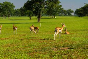 Animals1