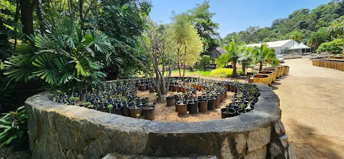 Sarius Palmetum 3