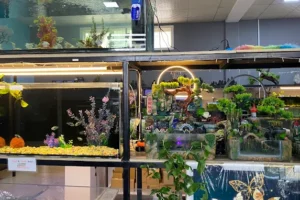 Afshin Aquatics Abuja 23 Afshin Aquatics Abuja 1