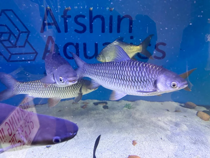 Afshin Aquatics Abuja 2