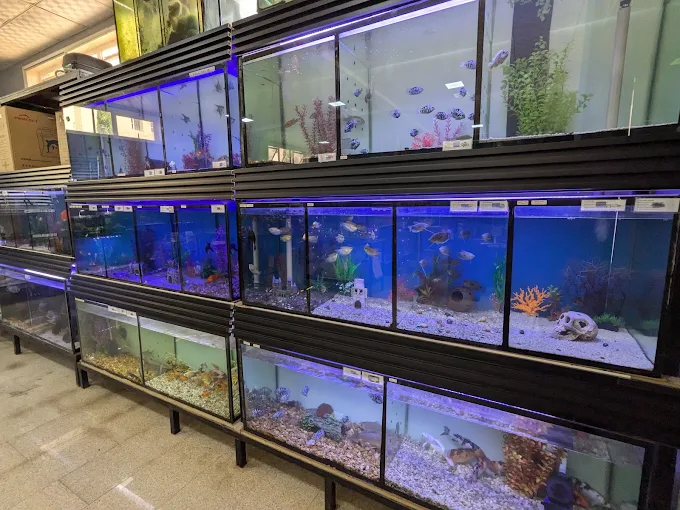 Afshin Aquatics Abuja 4 Afshin Aquatics Abuja 3