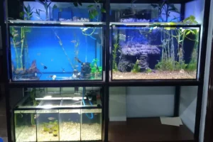 Afshin Aquatics Abuja 25 Afshin Aquatics Abuja 4