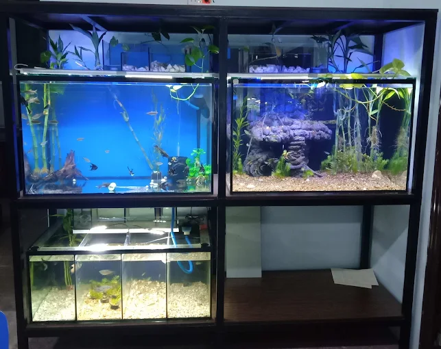 Afshin Aquatics Abuja 5 Afshin Aquatics Abuja 4