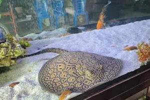 Afshin Aquatics Abuja 27 Afshin Aquatics Abuja 6