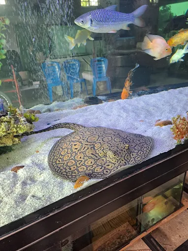 Afshin Aquatics Abuja 7 Afshin Aquatics Abuja 6