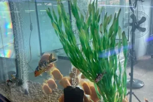 Afshin Aquatics Abuja 28 Afshin Aquatics Abuja 7