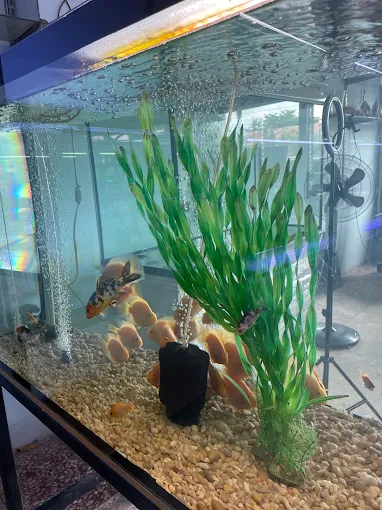 Afshin Aquatics Abuja 8 Afshin Aquatics Abuja 7