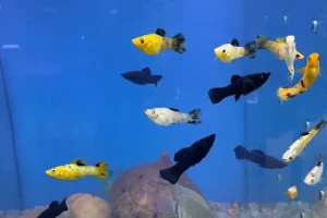 Afshin Aquatics Abuja 21 Afshin Aquatics Abuja 8