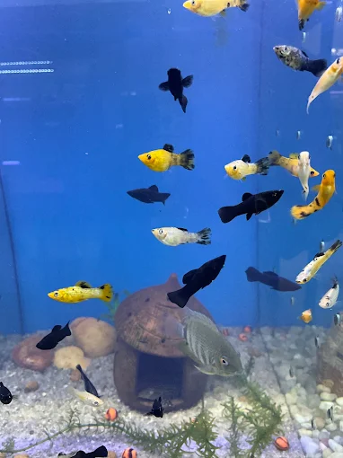 Afshin Aquatics Abuja 1 Afshin Aquatics Abuja 8