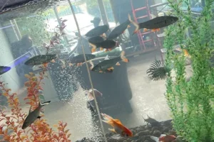 Afshin Aquatics Abuja 22 Afshin Aquatics Abuja 9