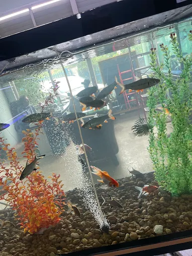 Afshin Aquatics Abuja 2 Afshin Aquatics Abuja 9