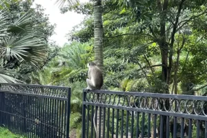 The Panini Bar Abuja 43 The Panini Bar Abuja 8