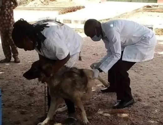 Doctor VetTreat Animal Pet Clinic Abuja