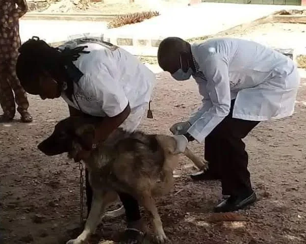 Doctor VetTreat Animal Pet Clinic Abuja 12 Doctor VetTreat Animal Pet Clinic Abuja
