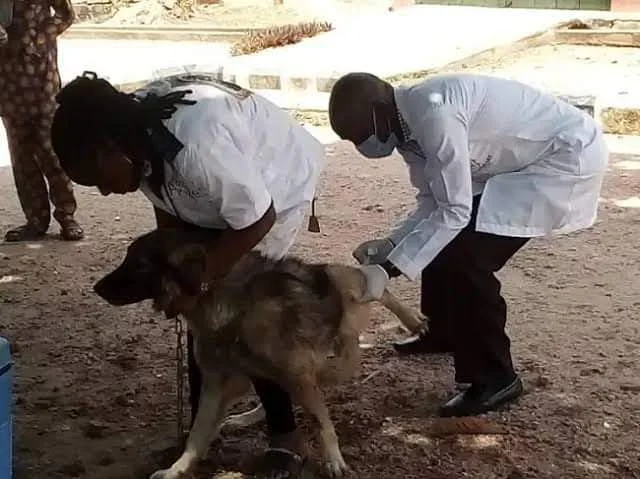 Doctor VetTreat Animal Pet Clinic Abuja