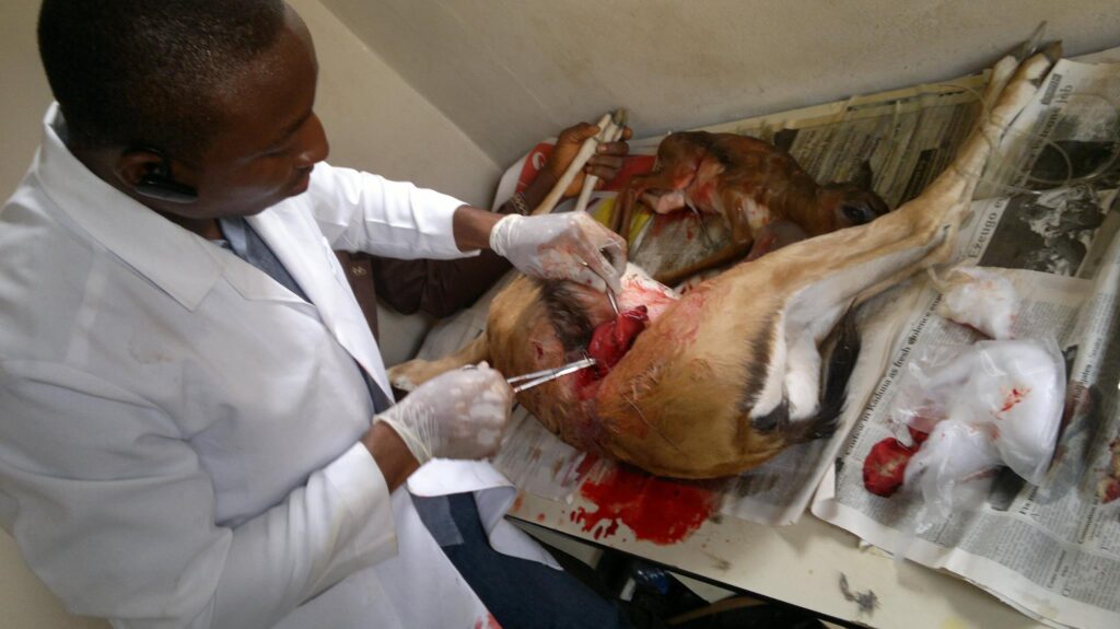 vet doctors in abuja