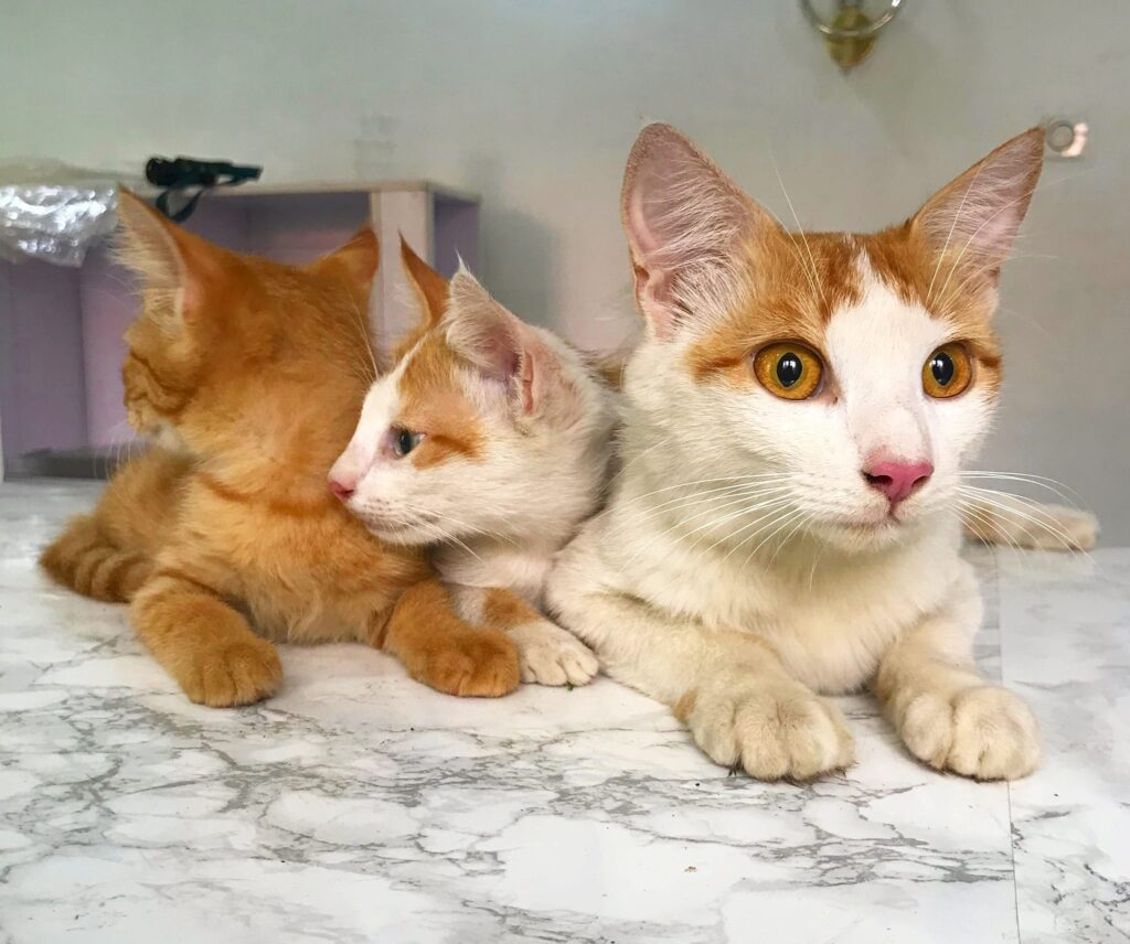 best vet in abuja