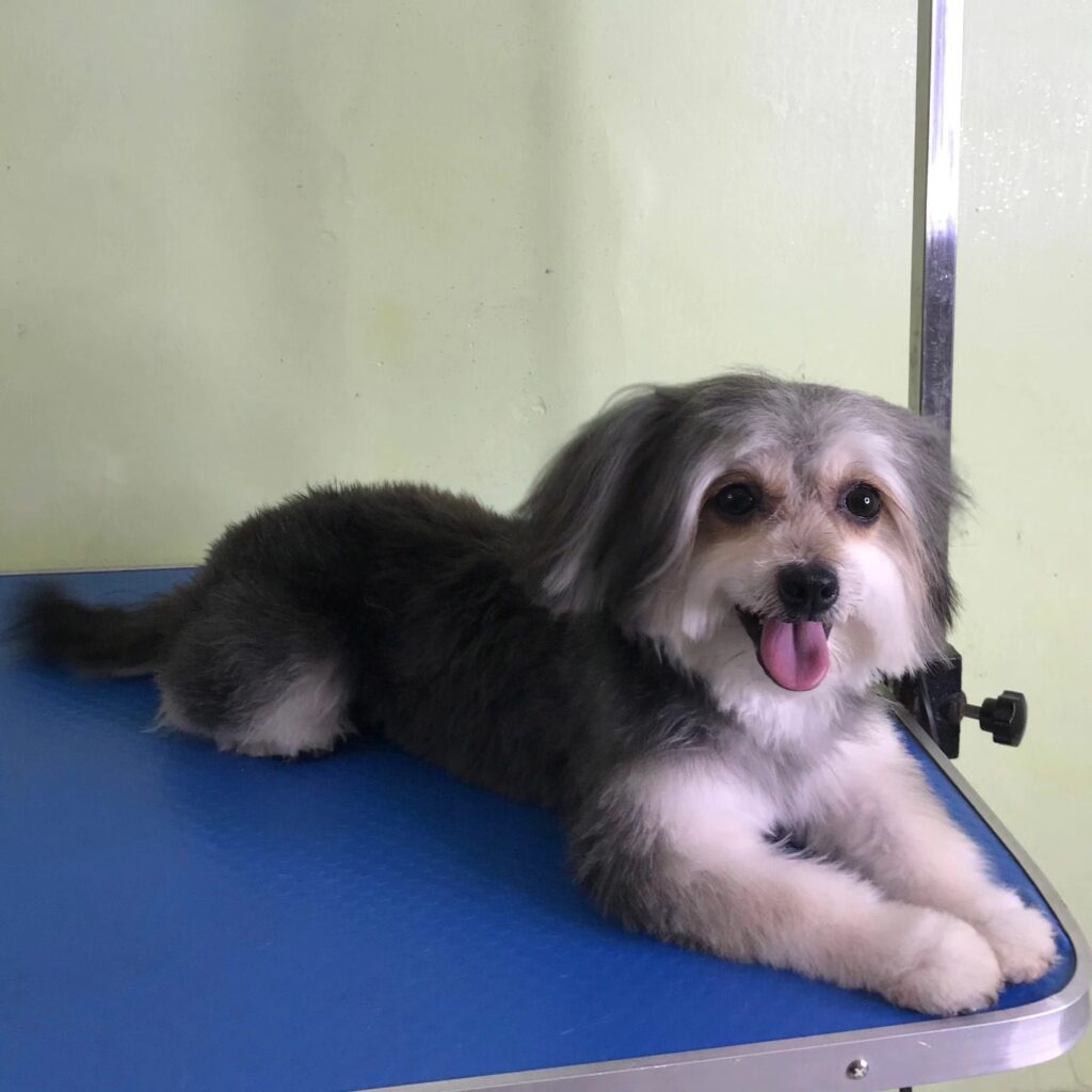 vet clinic in abuja