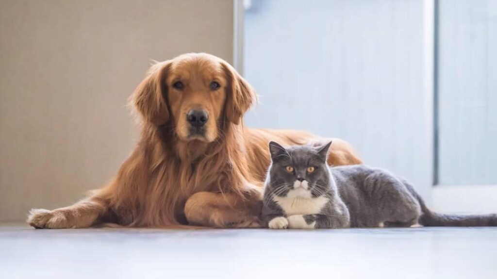 vet shops in abuja